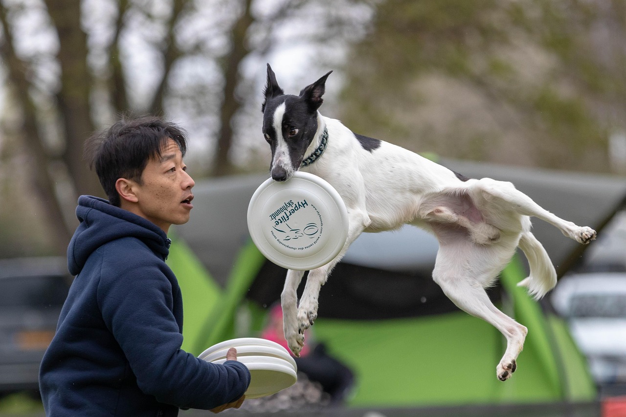 sport dog